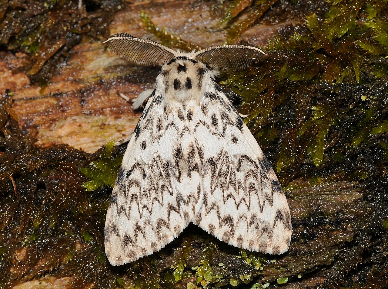 Brudnica mniszka (Lymantria monacha)